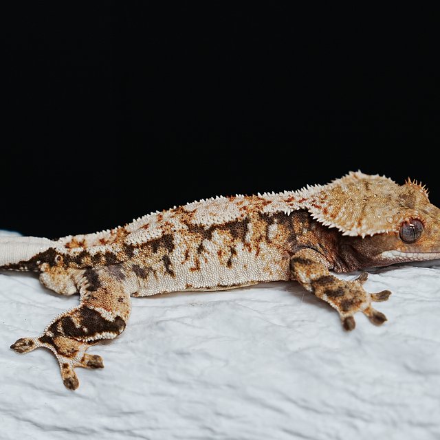 트라이 익스트림할리퀸