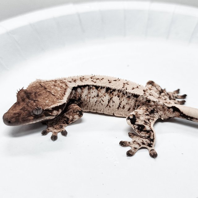 Tri Extreme Harlequin