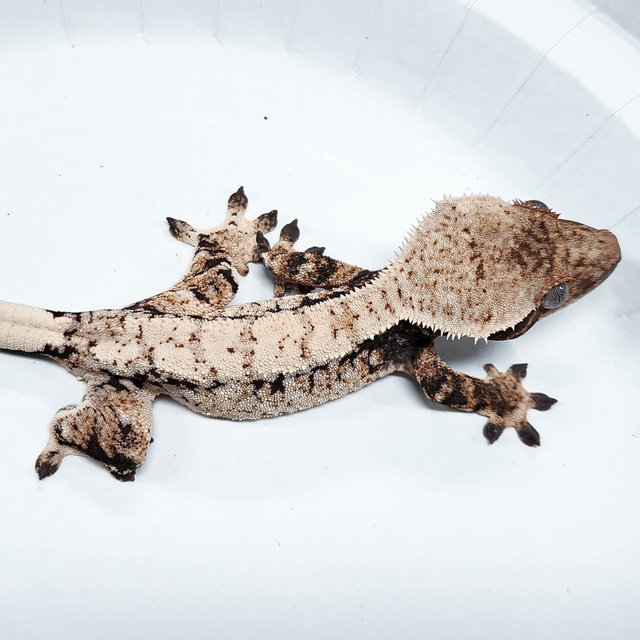 Tri Extreme Harlequin