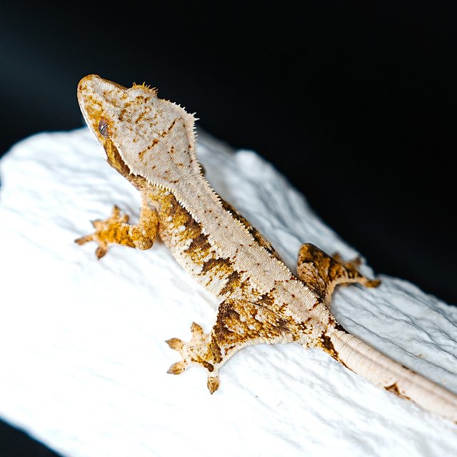 Tri Extreme Harlequin