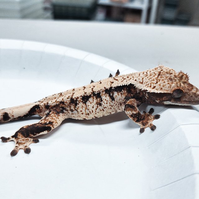Tri Extreme Harlequin