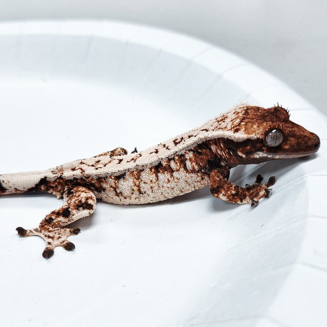 Tri Extreme Harlequin
