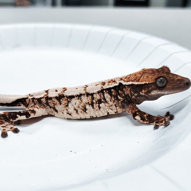 Tri Extreme Harlequin