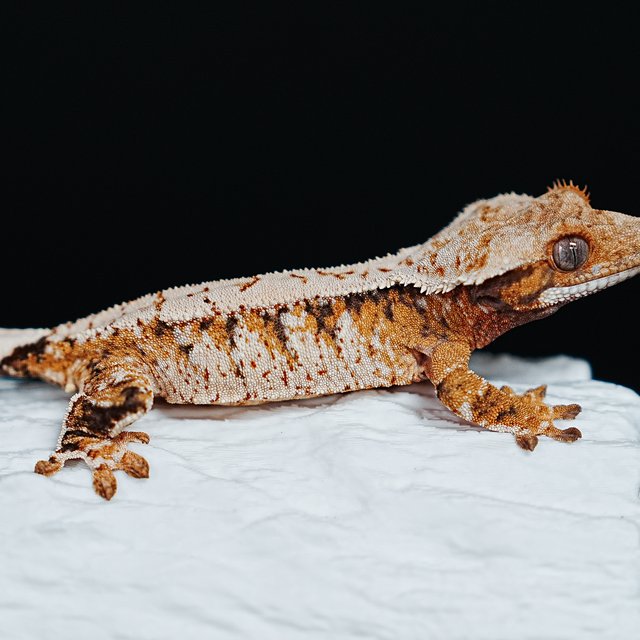 Tri Extreme Harlequin