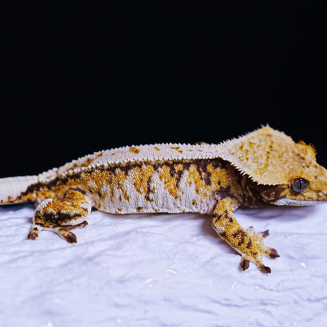 Tri Extreme Harlequin