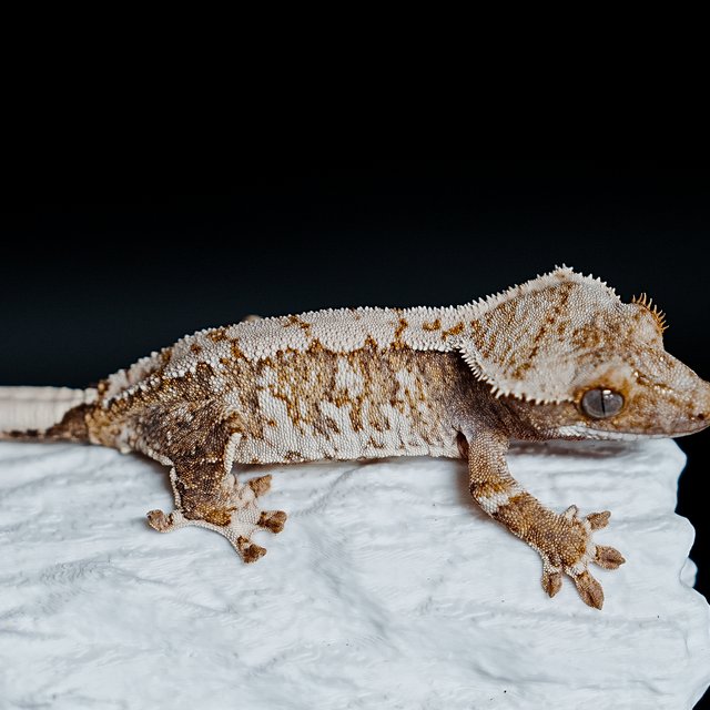 트라이 익스트림할리퀸