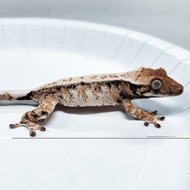 Tri Extreme Harlequin