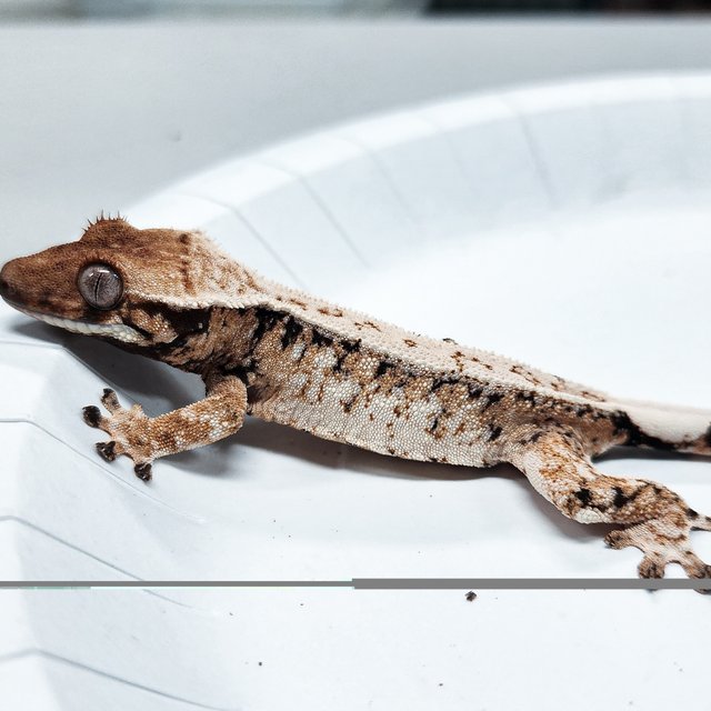 Tri Extreme Harlequin