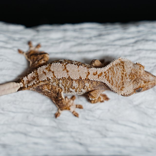 트라이 익스트림할리퀸