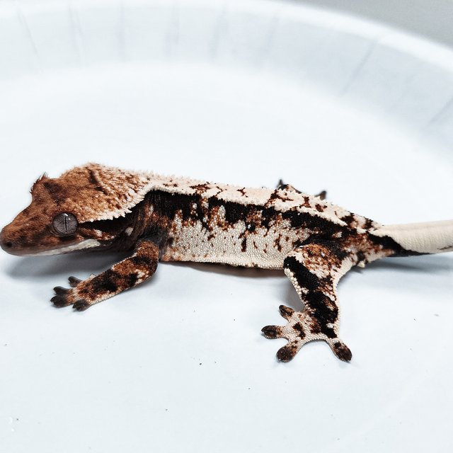 Tri Extreme Harlequin