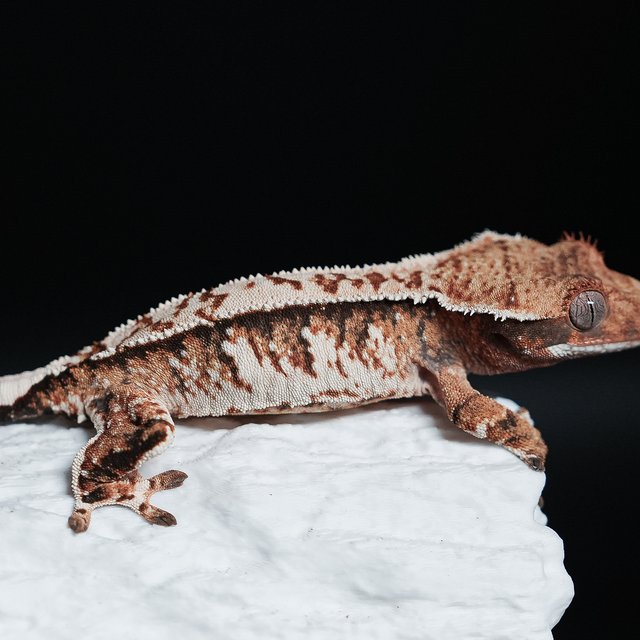 트라이 익스트림할리퀸