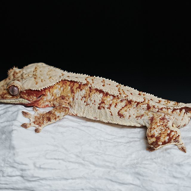 Red Tri Extreme Harlequin