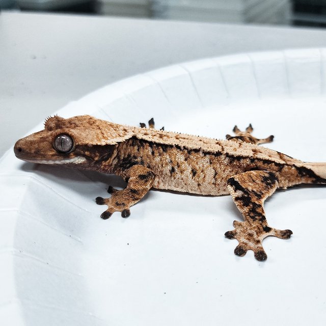 Tri Extreme Harlequin