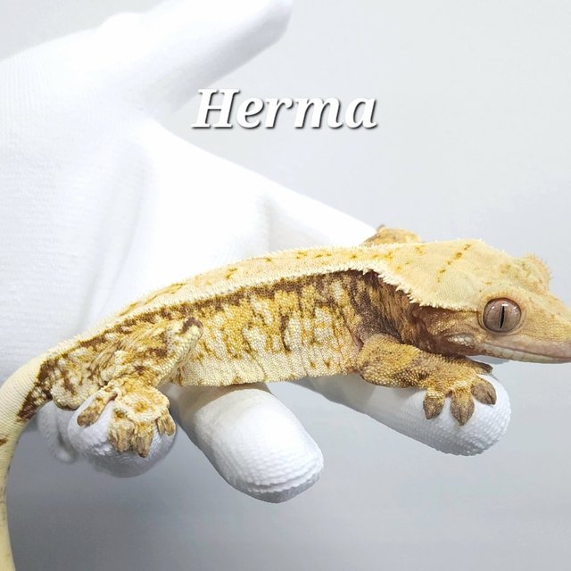 트라이 익스트림할리퀸