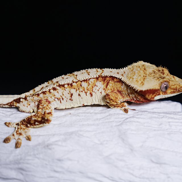 Tri Extreme Harlequin