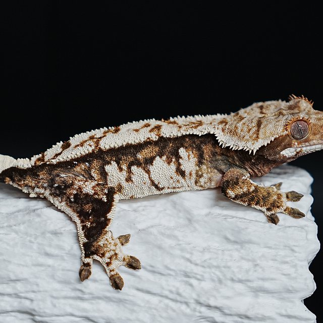 트라이 익스트림할리퀸