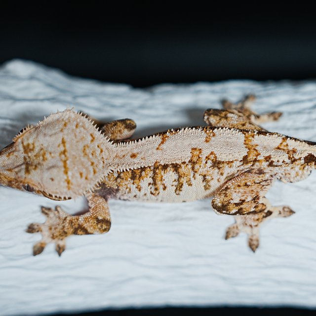 Tri Extreme Harlequin