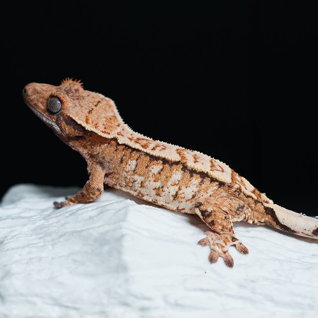 트라이 익스트림할리퀸