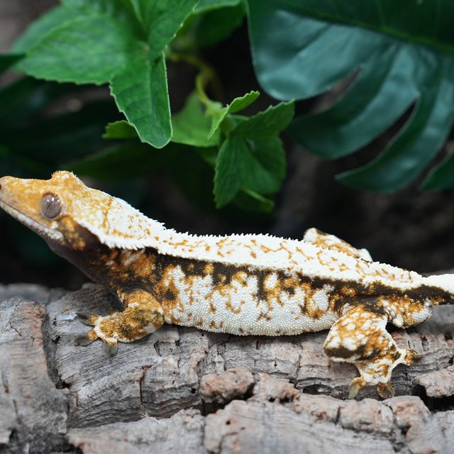 화이트스팟 화이트포트홀 화이트핀 트라이 익스트림할리퀸