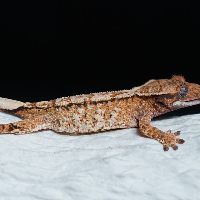 트라이 익스트림할리퀸