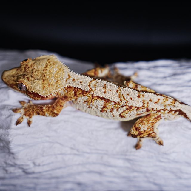 Tri Extreme Harlequin