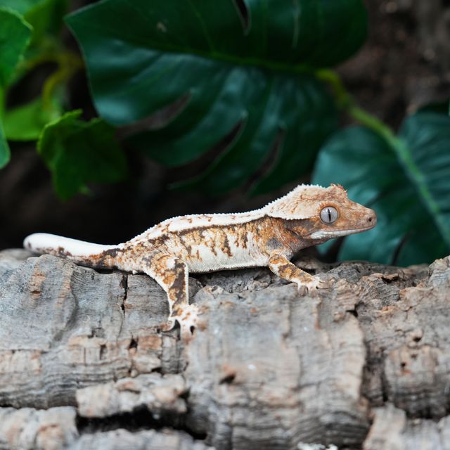 Tri Extreme Harlequin