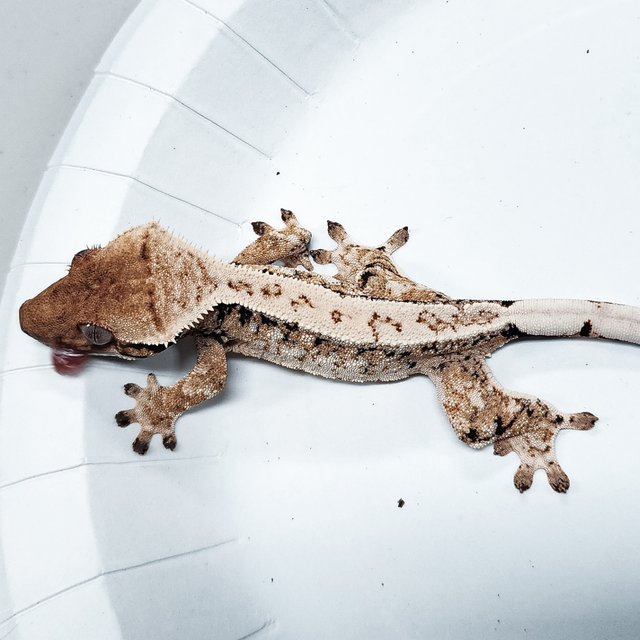 Tri Extreme Harlequin