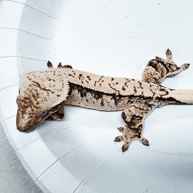 Tri Extreme Harlequin