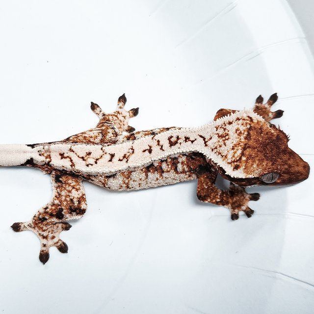 Tri Extreme Harlequin