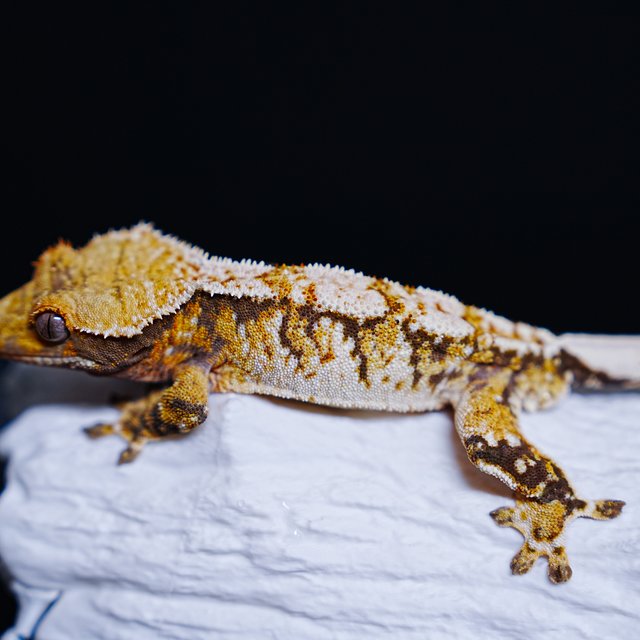 Tri Extreme Harlequin