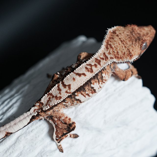 트라이 익스트림할리퀸