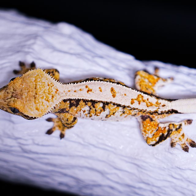 Tri Extreme Harlequin