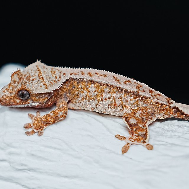 Tri Extreme Harlequin