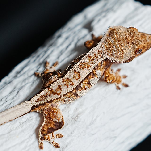 Tri Extreme Harlequin