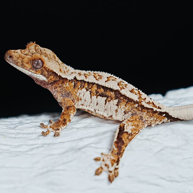 Tri Extreme Harlequin