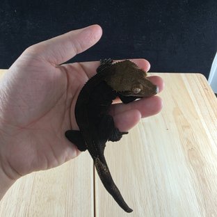 챠콜2