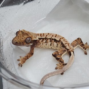 트라이 2