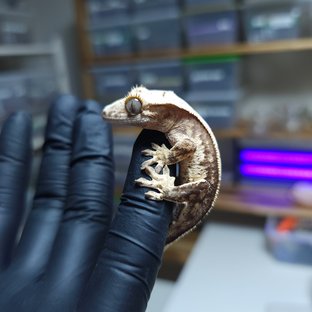 티리엘 헷 3