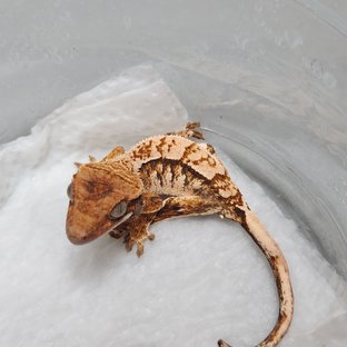 트라이 1