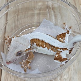 무당 릴암 12