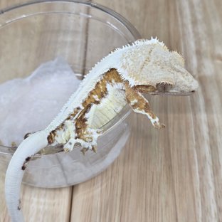 무당 릴암 11
