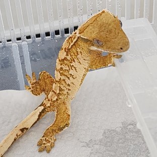 노멀 트라이 드리피 쿼드