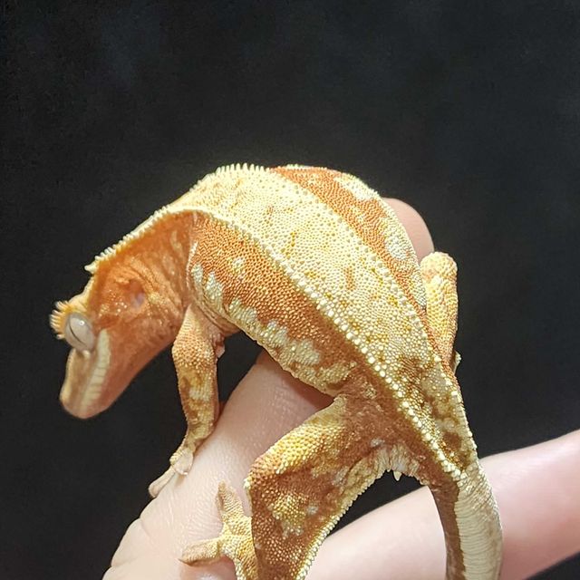 노멀 트라이 레드