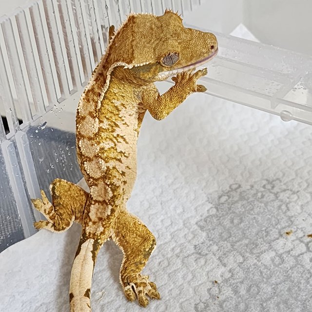 노멀 트라이 드리피 쿼드