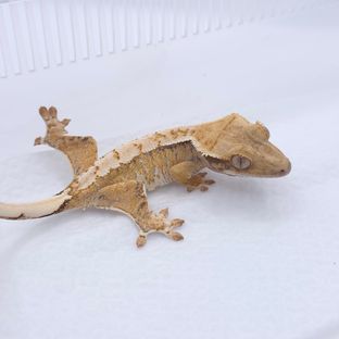 트라이