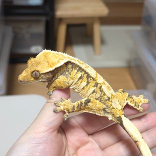 트라이