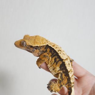 타미