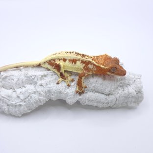 크림 프라푸치노