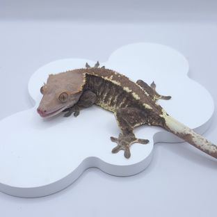 카푸치노