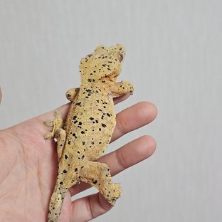 참깨